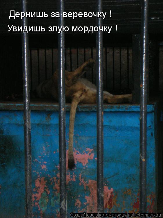 Котоматрица: Дернишь за веревочку ! Увидишь злую мордочку !