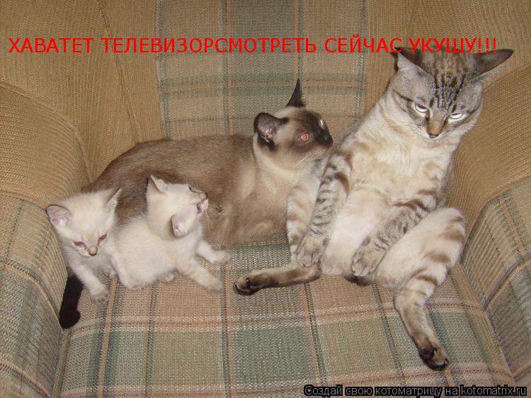Котоматрица: ХАВАТЕТ ТЕЛЕВИЗОРСМОТРЕТЬ СЕЙЧАС УКУШУ!!!