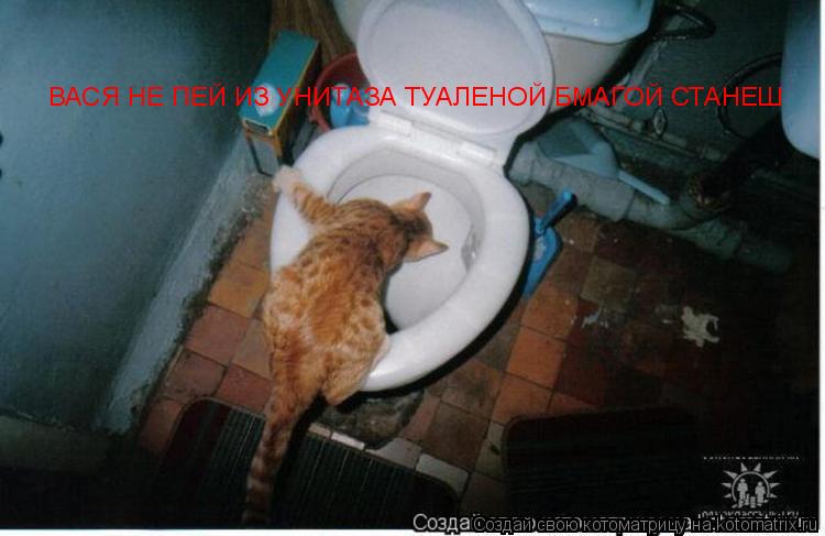 Котоматрица: ВАСЯ НЕ ПЕЙ ИЗ УНИТАЗА ТУАЛЕНОЙ БМАГОЙ СТАНЕШ