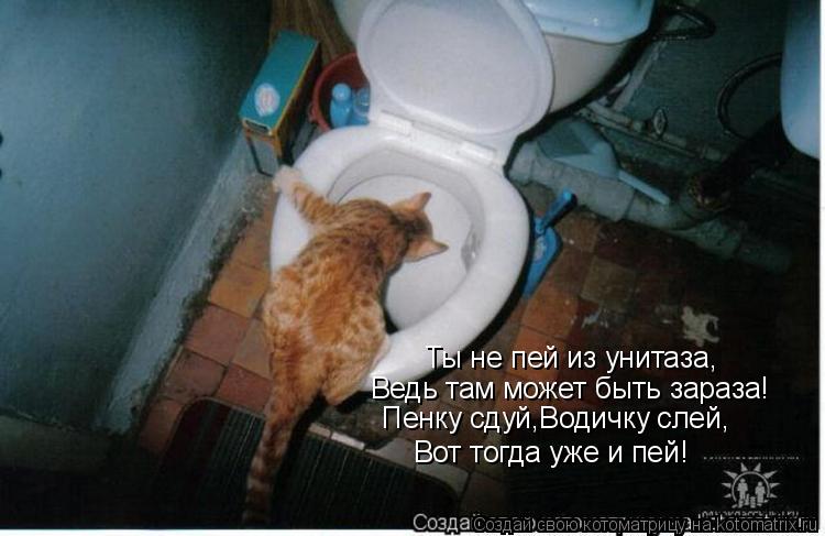 Котоматрица: Ты не пей из унитаза, Ведь там может быть зараза! Пенку сдуй,Водичку слей, Вот тогда уже и пей!