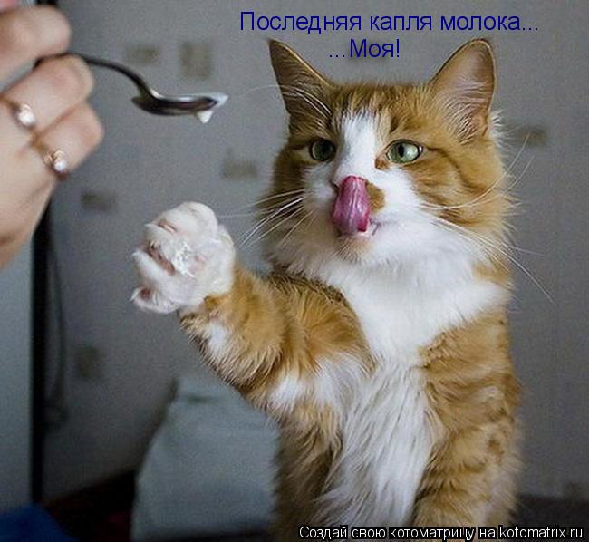 Котоматрица: Последняя капля молока...  ...Моя!