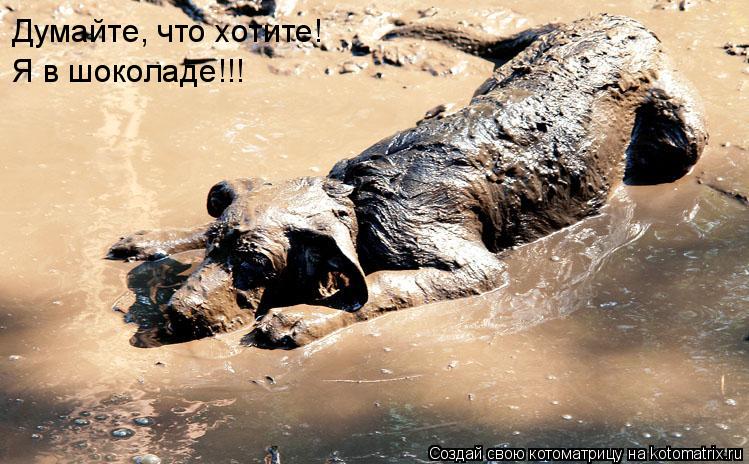 Котоматрица: Думайте, что хотите! Я в шоколаде!!!
