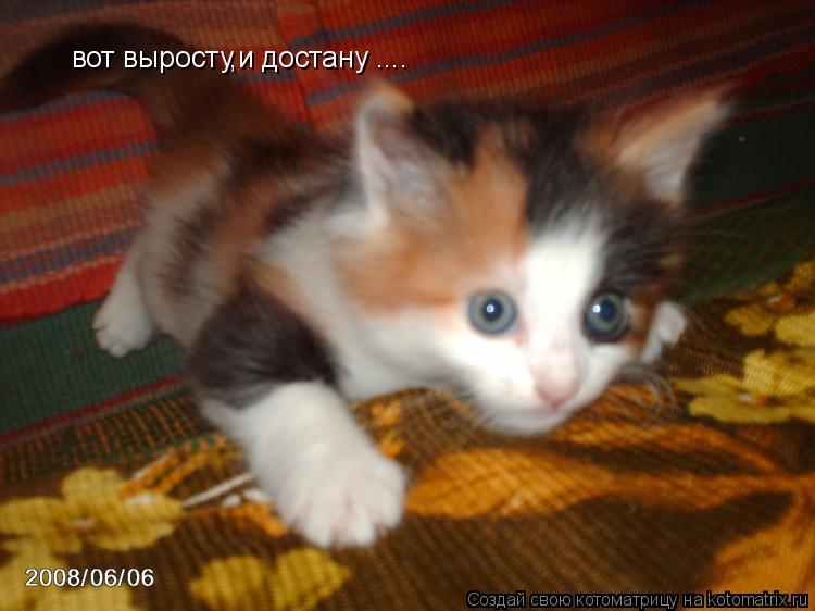 Котоматрица: вот выросту,и достану ....