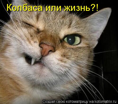 Котоматрица: Колбаса или жизнь?!