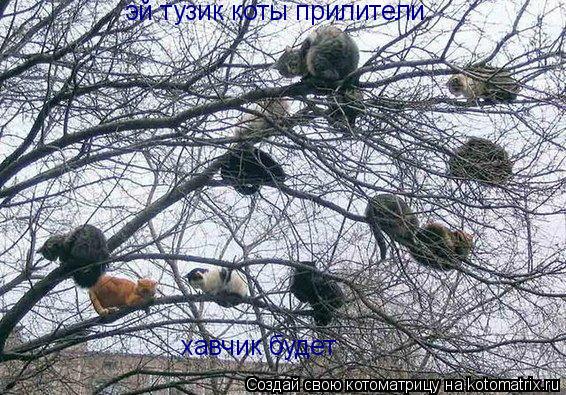 Котоматрица: эй тузик коты прилители хавчик будет