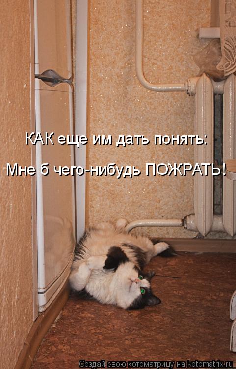 Котоматрица: КАК еще им дать понять: Мне б чего-нибудь ПОЖРАТЬ!