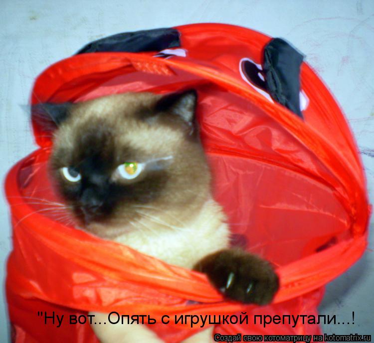 Котоматрица: "Ну вот...Опять с игрушкой препутали...!
