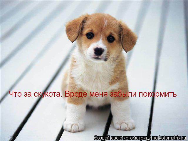 Котоматрица: Что за скукота. Вроде меня забыли покормить