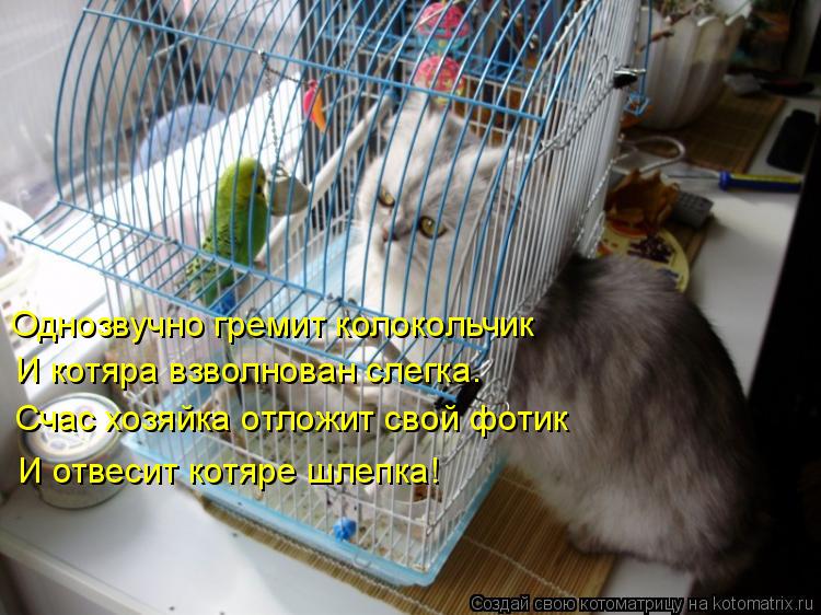 Котоматрица: Однозвучно гремит колокольчик И котяра взволнован слегка. Счас хозяйка отложит свой фотик И отвесит котяре шлепка!