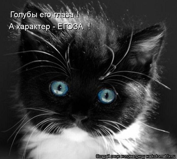 Котоматрица: Голубы его глаза ! А характер - ЕГОЗА  !