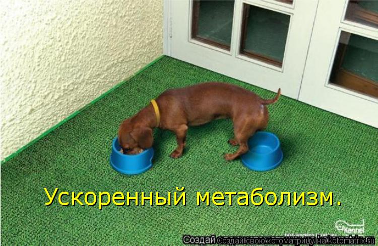 Котоматрица: Ускоренный метаболизм.