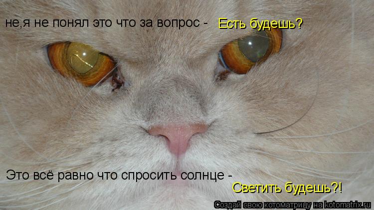 Котоматрица: не,я не понял это что за вопрос - Есть будешь? Это всё равно что спросить солнце - Светить будешь?!