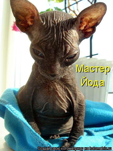 Котоматрица: Мастер  Йода