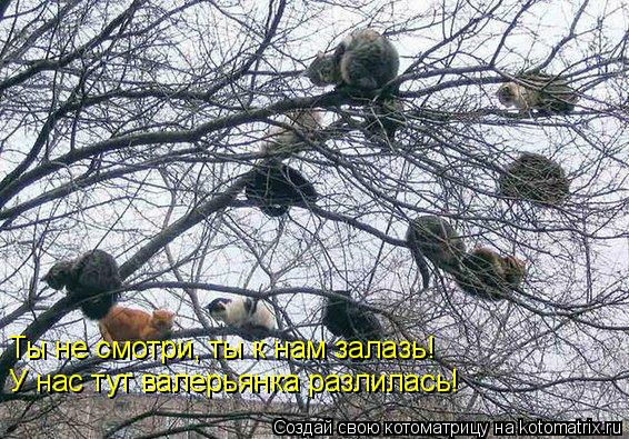 Котоматрица: Ты не смотри, ты к нам залазь! У нас тут валерьянка разлилась!