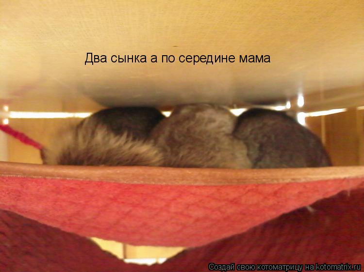 Котоматрица: Два сынка а по середине мама