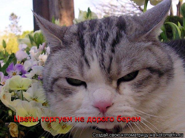 Котоматрица: Цветы торгуем не дорого берем Цветы торгуем не дорого берем