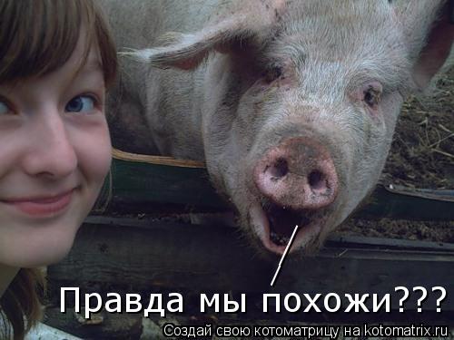 Котоматрица: Правда мы похожи??? ___