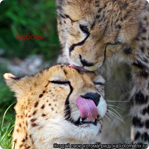 Котоматрица: любовь