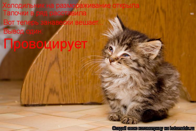 Котоматрица: Холодильник на размораживание открыла Тапочки в ряд расставила Вот теперь занавески вешает... Вывод один: Провоцирует