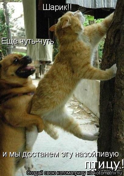 Шарик!! Ещё чуть-чуть и мы достанем эту назойливую птицу!... Котоматрица: Шарик!! Ещё чуть-чуть и мы достанем эту назойливую птицу!