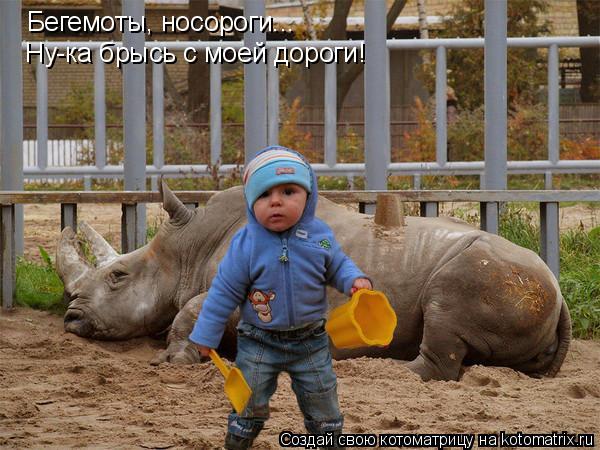 Бегемоты, носороги... Ну-ка брысь с моей дороги!... Котоматрица: Бегемоты, носороги... Ну-ка брысь с моей дороги!
