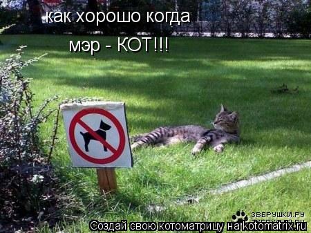как хорошо когда мэр - КОТ!!!... Котоматрица: как хорошо когда мэр - КОТ!!!