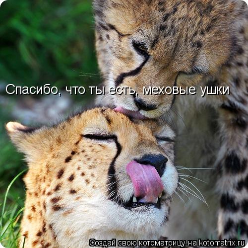 Спасибо, что ты есть, меховые ушки... Котоматрица: Спасибо, что ты есть, меховые ушки
