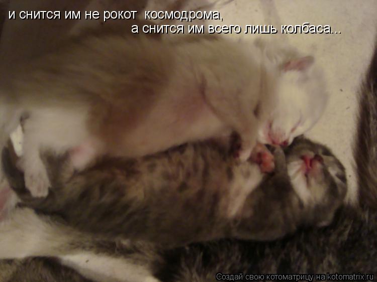 и снится им не рокот космодрома, а снится им всего лишь колбаса...... Котоматрица: и снится им не рокот космодрома, а снится им всего лишь колбаса...