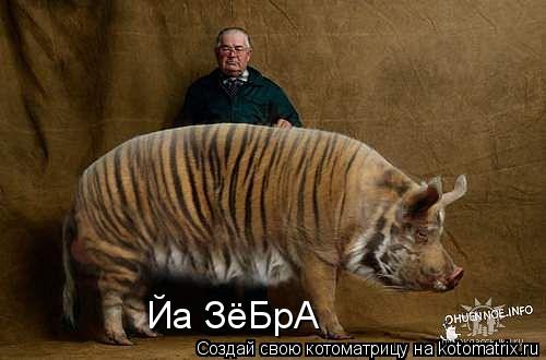 Йа ЗёБрА... Котоматрица: Йа ЗёБрА