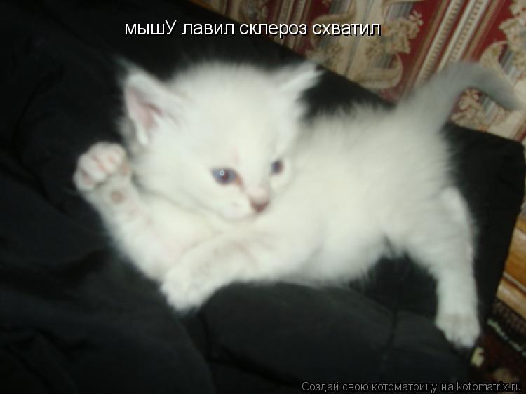 мышУ лавил склероз схватил... Котоматрица: мышУ лавил склероз схватил