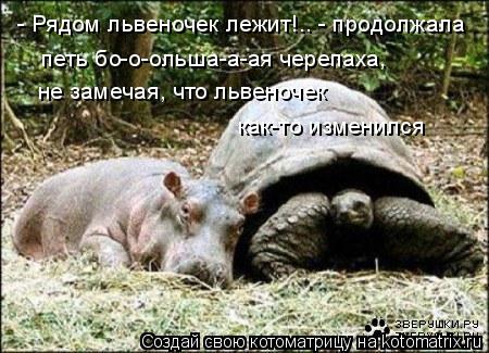 - Рядом львеночек лежит!.. - продолжала петь бо-о-ольша-а-ая черепаха, не замечая, что львеночек ка... Котоматрица: - Рядом львеночек лежит!.. - продолжала петь бо-о-ольша-а-ая черепаха, не замечая, что львеночек как-то изменился