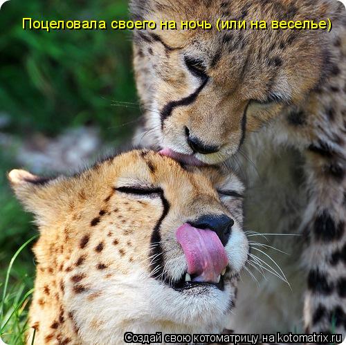 Поцеловала своего на ночь (или на веселье)... Котоматрица: Поцеловала своего на ночь (или на веселье)