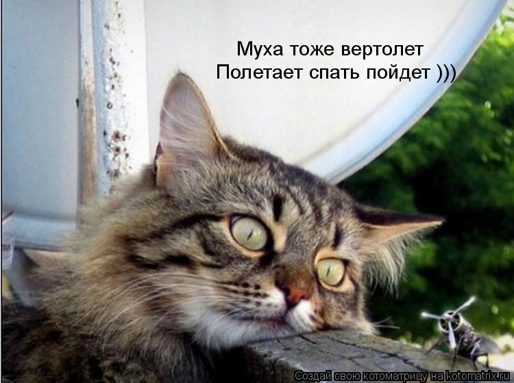 Муха тоже вертолет Полетает спать пойдет )))... Котоматрица: Муха тоже вертолет Полетает спать пойдет )))