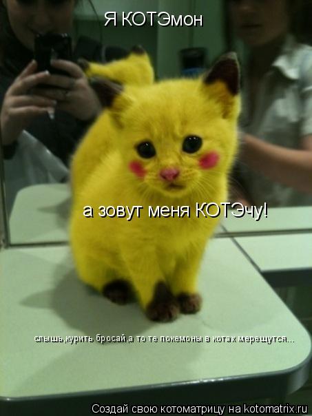 Котоматрица: Я КОТЭмон а зовут меня КОТЭчу! слышь,курить бросай,а то те покемоны в котах мерещутся...