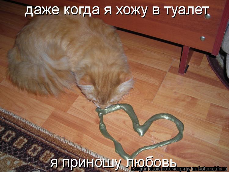 Котоматрица: даже когда я хожу в туалет я приношу любовь