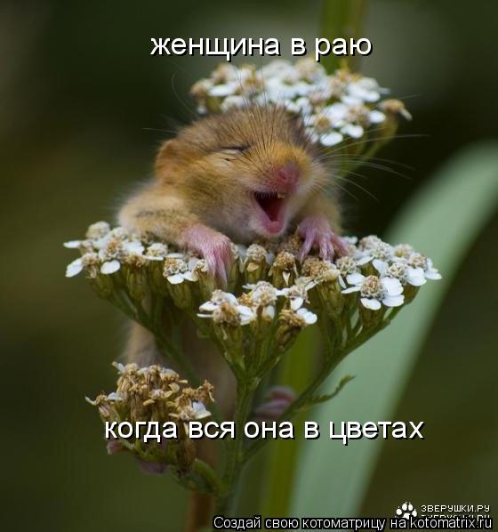 Котоматрица: женщина в раю когда вся она в цветах