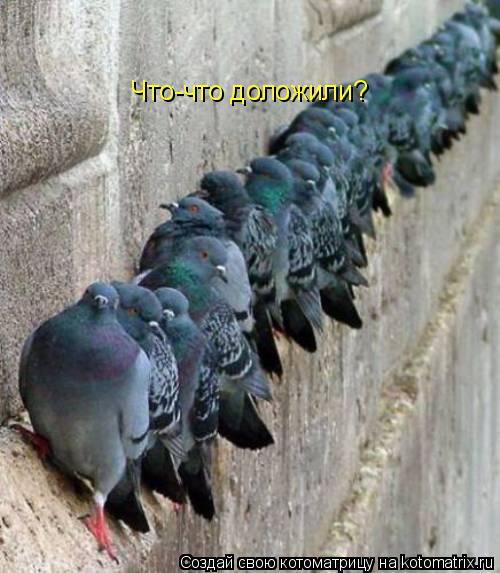 Котоматрица: Что-что доложили?