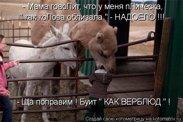 Котоматрица: - Мама говоЛит, что у меня пЛичёска, " как коЛова облизала " - НАДОЕЛО !!!  - Ща поправим ! Буит " КАК ВЕРБЛЮД " !