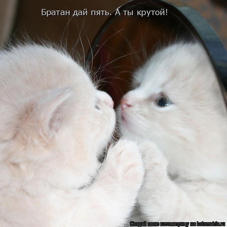 Котоматрица: Братан дай пять. А ты крутой!