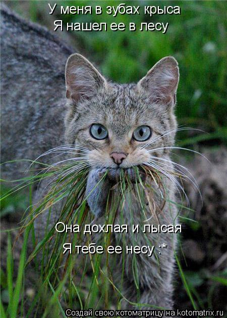 Котоматрица: У меня в зубах крыса Я нашел ее в лесу Она дохлая и лысая Я тебе ее несу :*