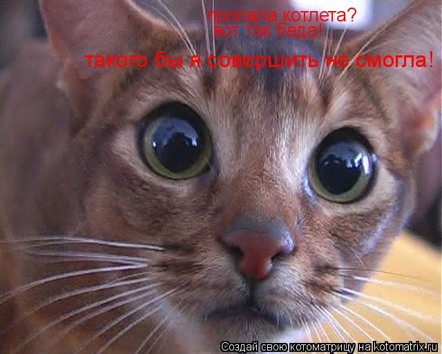 Котоматрица: вот так беда! пропала котлета? вот так беда! такого бы я совершить не смогла!