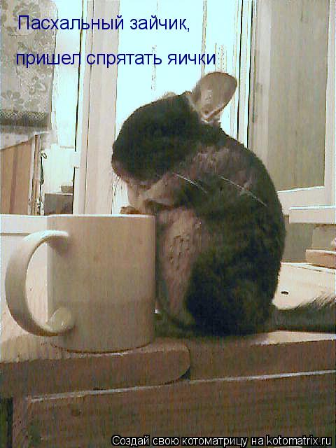 Котоматрица: Пасхальный зайчик, пришел спрятать яички
