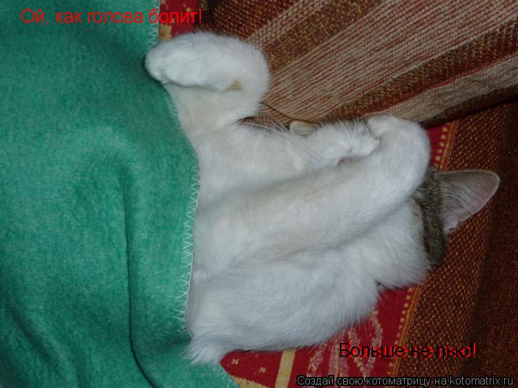 Котоматрица: Ой, как голова болит! Больше не пью! Больше не пью!