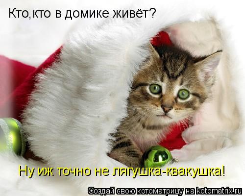 Котоматрица: Кто,кто в домике живёт? Ну иж точно не лягушка-квакушка!