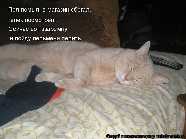Котоматрица: Пол помыл, в магазин сбегал, телек посмотрел...  Cейчас вот вздремну  и пойду пельмени лепить