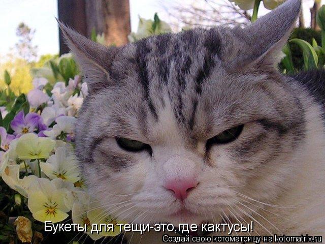 Котоматрица: Букеты для тещи-это,где кактусы!