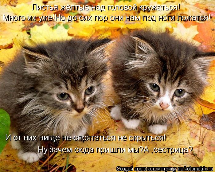 Котоматрица: Листья жёлтые над головой кружаться! Много их уже!Но до сих пор они нам под ноги ложатся! И от них нигде не спрятаться не скрыться! Ну зачем с