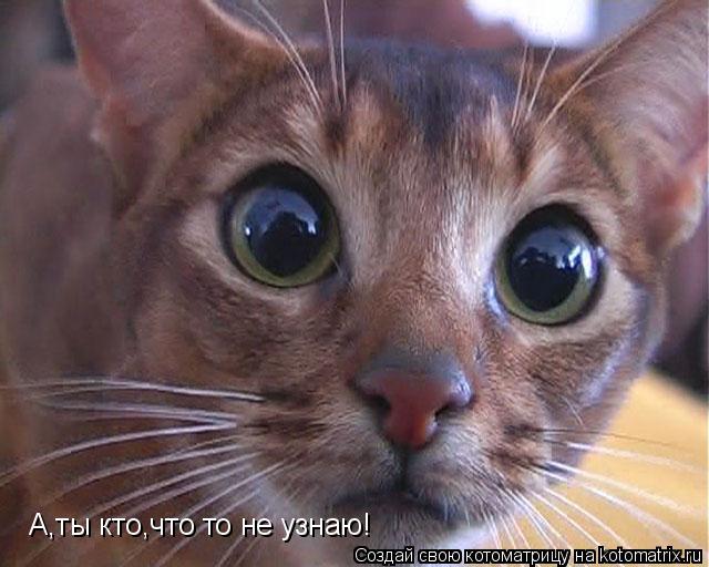 Котоматрица: А,ты кто,что то не узнаю!