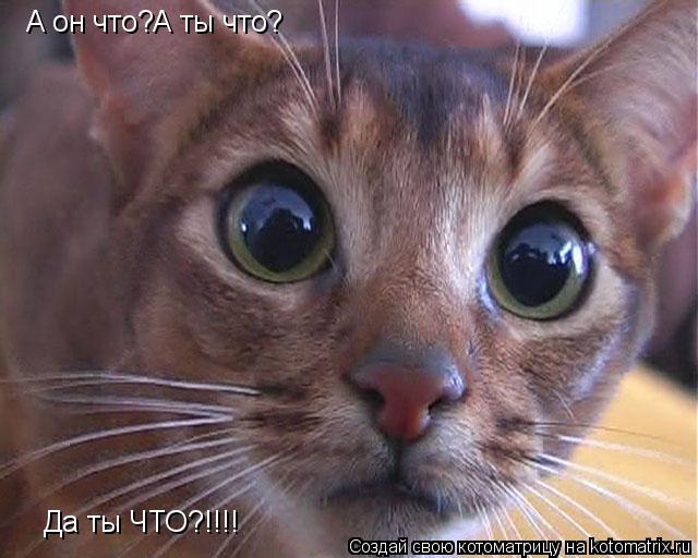 Котоматрица: А он что?А ты что? Да ты ЧТО?!!!!