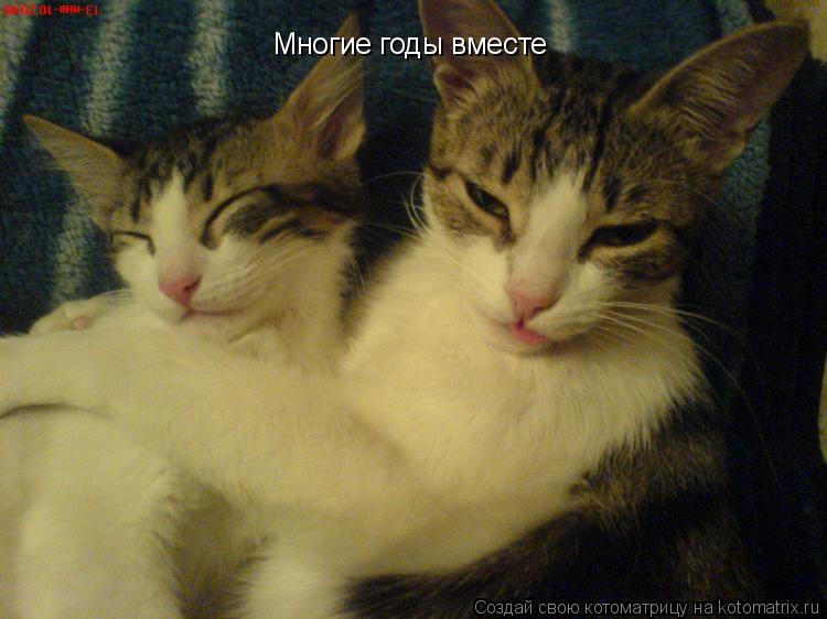 Котоматрица: Многие годы вместе